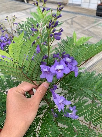 千葉大学 花卉 苗生産ブログ ジャカランダ 千葉大学 花卉 苗生産ブログ ジャカランダ