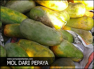 Cara membuat dan manfaat MOL Pepaya busuk