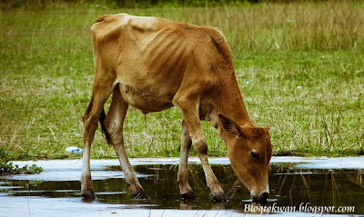 Kisah Nabi Yusuf Tentang 7 Ekor Lembu