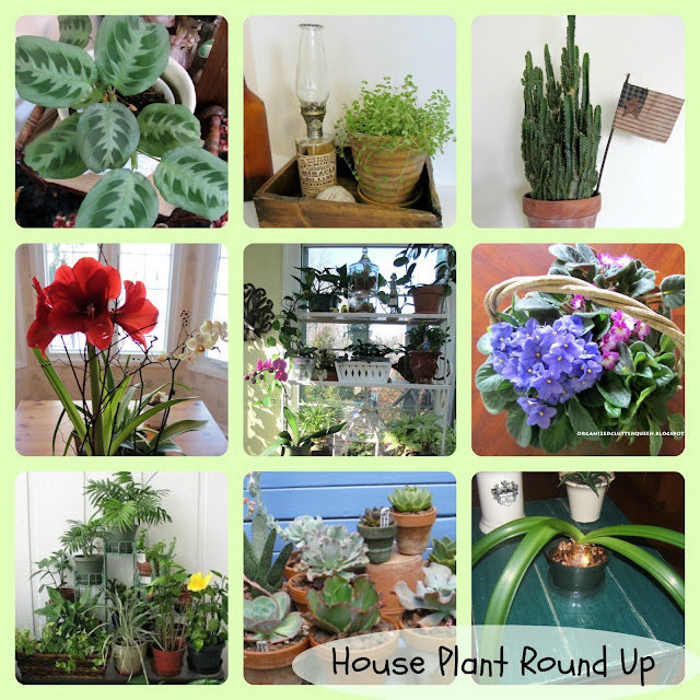 A Houseplant Round Up