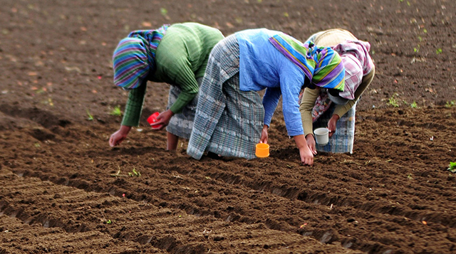 El documento pide reforzar el empoderamiento de las mujeres rurales e indígenas para erradicar todas las formas de malnutrición.Maria Fleischmann/World Bank