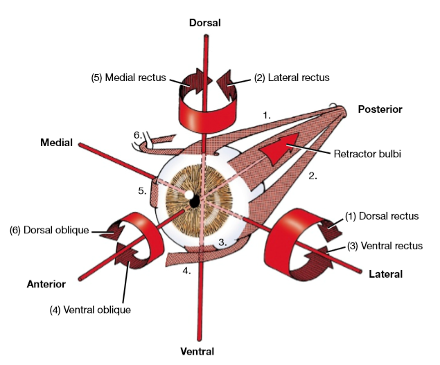 Diagram Of Extrinsic Eye Muscles Gallery - How To Guide 