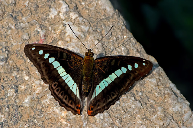 Athyma daraxa