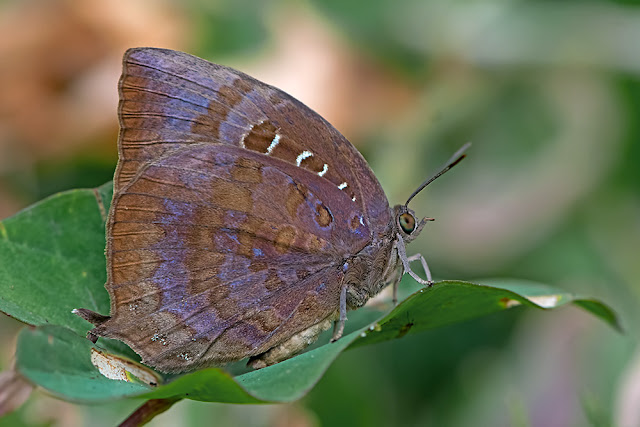 Arhopala pseudocentaurus the Common Oakblue butterfly