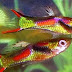 Budi Daya Ikan Hias Live Bearer