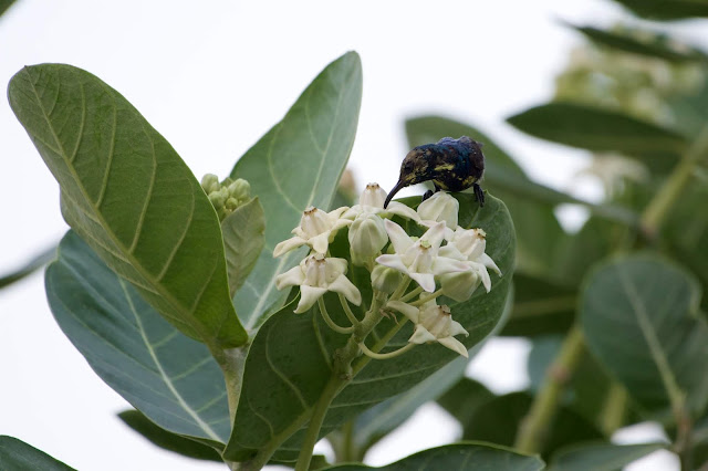 Purple Sunbird (छोटा शक्कर खोरा) - Cinnyris asiaticus