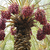 Types Of Palm Trees With Fruit - Complete Dog Care Guide: Are Palm Tree Seeds Poisonous to ... : The date palm is one of the oldest—and most important—cultivated palm trees.