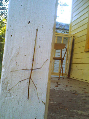 A stick bug that crawled onto our porch