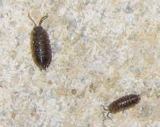 Newfoundland Bugs: This Carpenter is a Sow Bug!