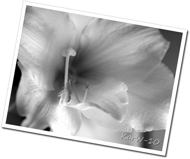 vit amaryllis 001