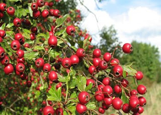 Teh Herbal Hawthorn