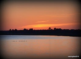 Ducks at sunset