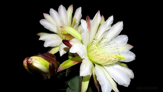 white flowers of cactus