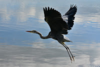 bird taking off