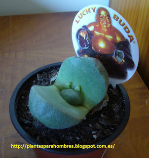 cactus lucky buda