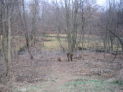 livestock fence in woods