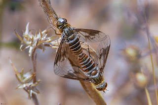 mosca-abeja-exoprosopa-grandis-