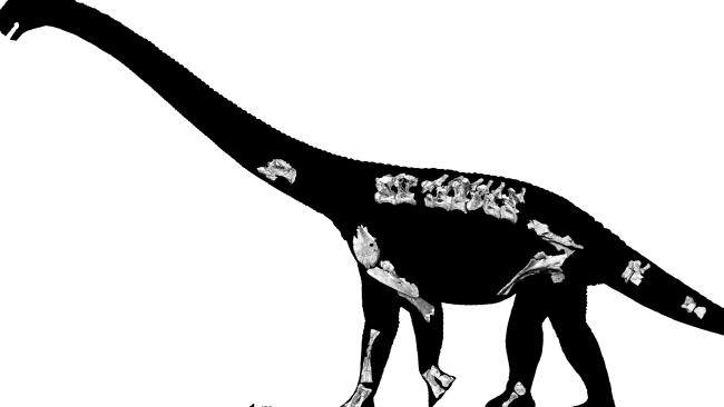 Long-necked dino species discovered in Australia