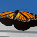 Monarch Butterflies Now Away - 2017