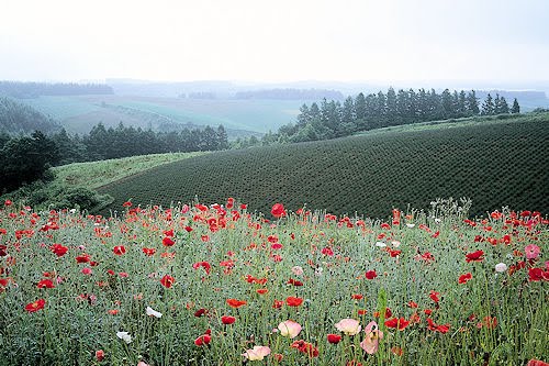 Wallpaper De Flores. Campo de flores rojas- Red