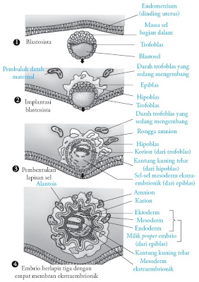 Proses Fertilisasi Gestasi Kehamilan dan Persalinan 