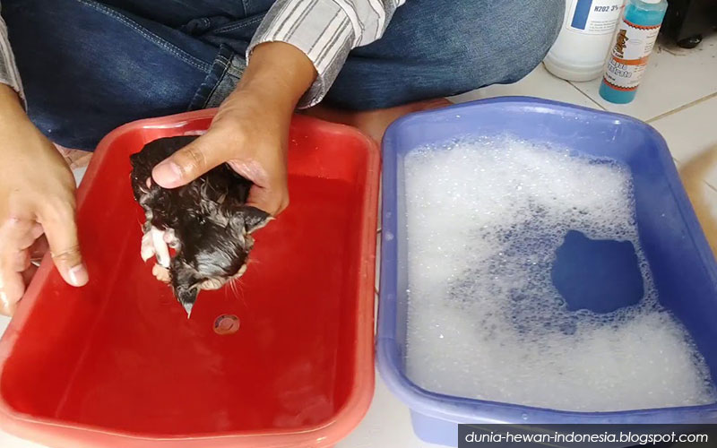 metode memandikan anak kucing kecil