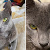 Charming Pippa, Crystal, and Estrella are The Sweetest Cats You’ll Ever Meet