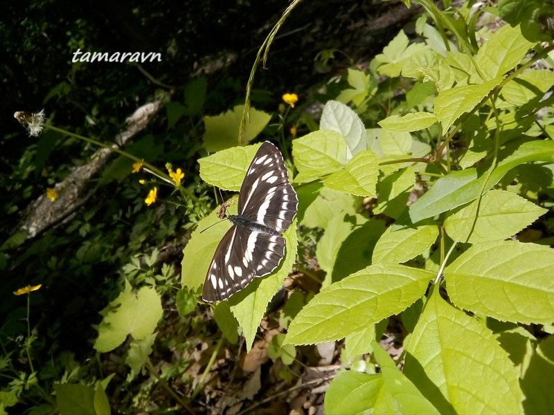 Бабочка пеструшка (Neptis sp.)