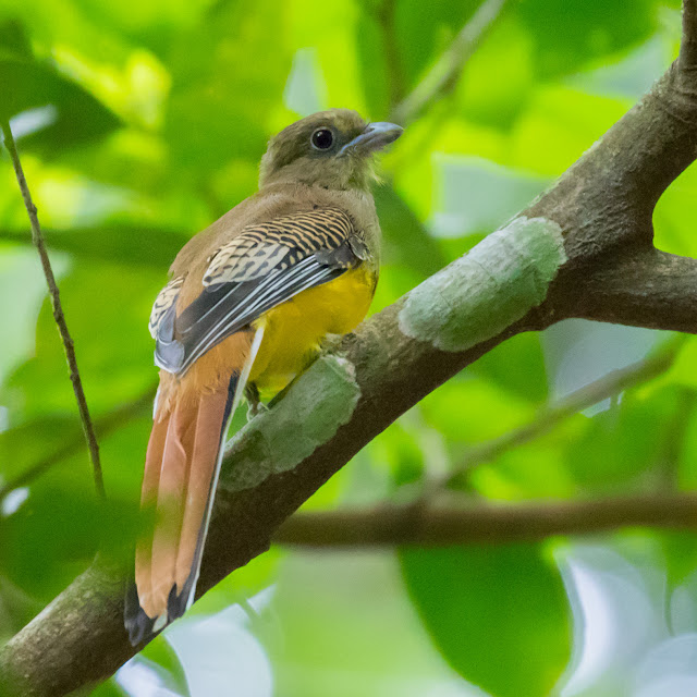 Orange-breasted Trogon, Kaeng Krachan NP, Thailand