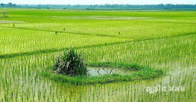 ছবিঃ গ্রামবাংলার পরিচিত নাম খাইঞ্জা