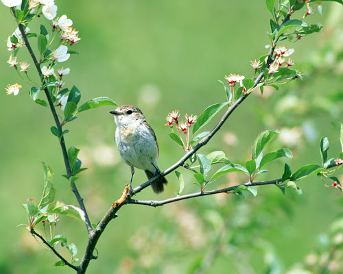 wallpapper adventur Gambar Burung Cantik di Ranting Pohon 