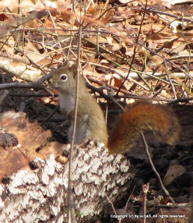 American Red Squirrel