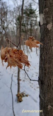 Клён ложнозибольдов (Acer pseudosieboldianum)