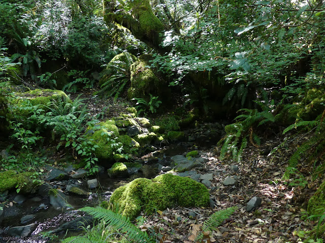 water flow among dark green