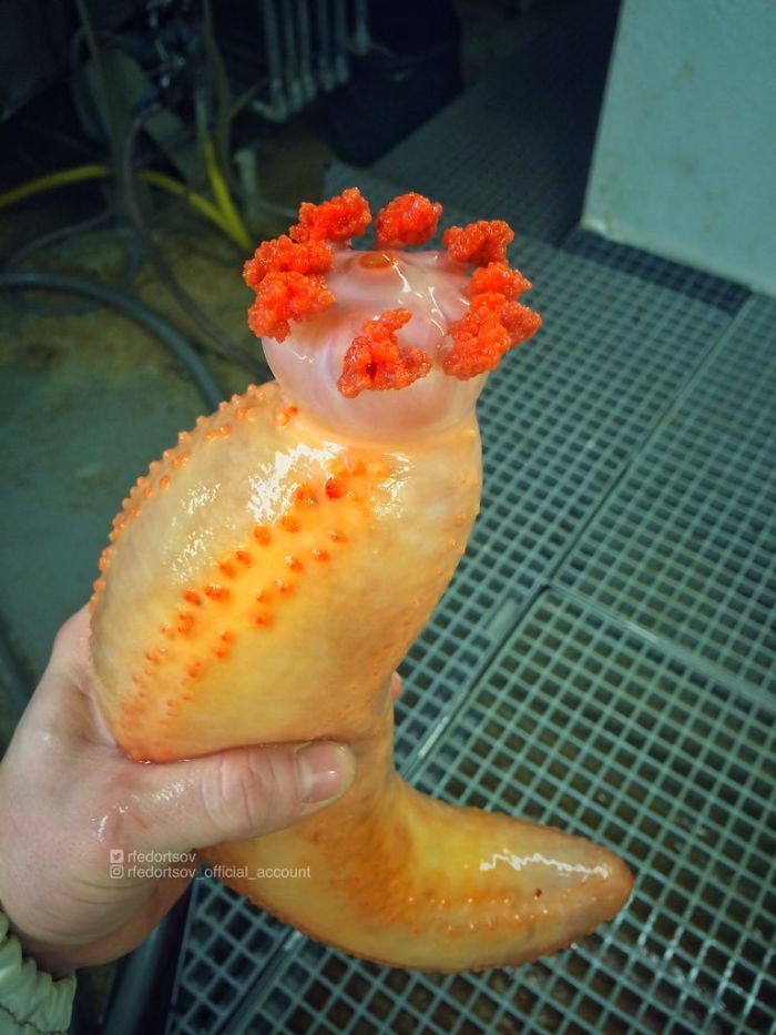 These Pictures Of Creatures Of The Deep Sea Are Both The Most Horrifying And Amazing Things We Have Ever Seen