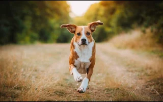 What is the best way to train your dog?