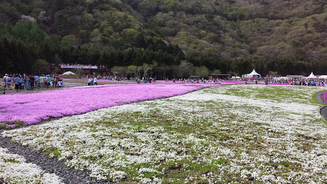 芝桜