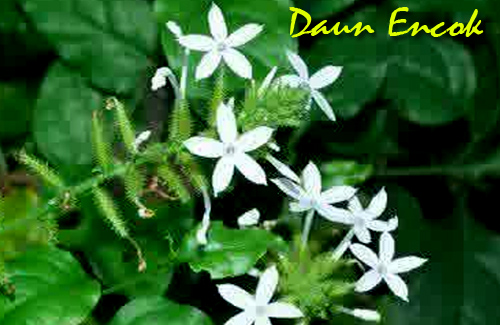 Khasiat Daun Encok Untuk Obat Alami