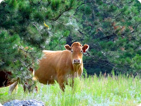 cow