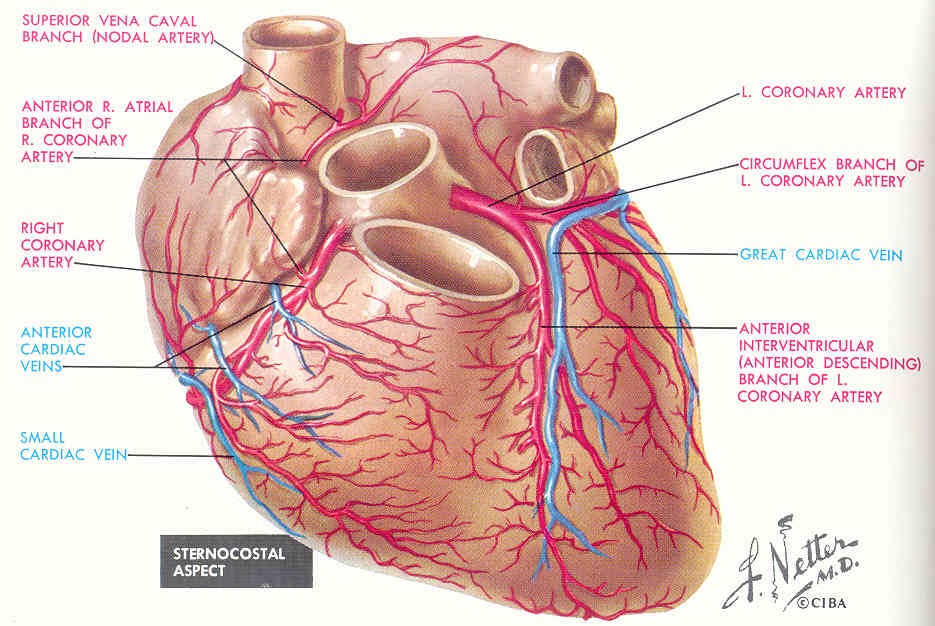 Pedi cardiology: Anatomy: Coronary Veins ...& Coronary ...