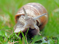 Siput Binatang Bercangkang Keras