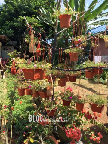 Pelbagaikan Cara Tanam Pokok Bunga Rose Jepun  Blog 