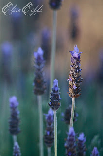 Lavender Photograph in Burra Morning Sun Glow Bed & Breakfast