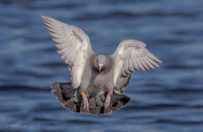 Image 3: Rock Pigeon in Flight over the Diep River, Woodbridge Island