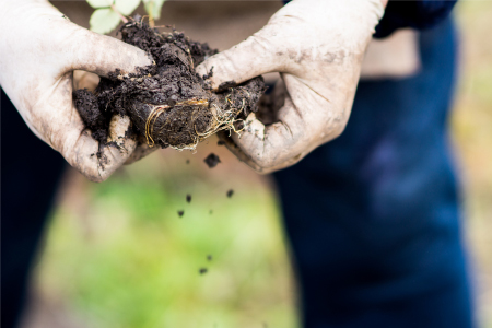 soil quality