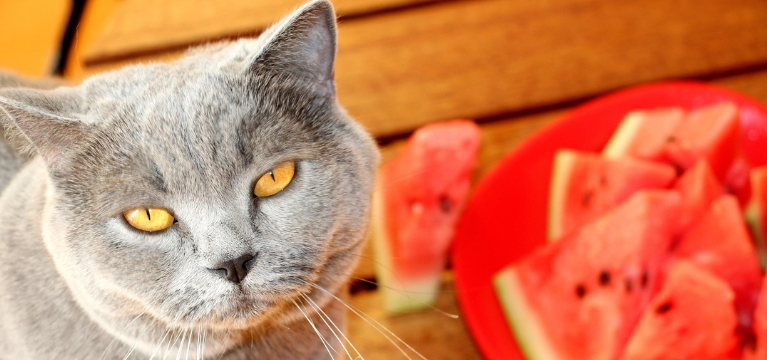 Do Cats Like Watermelon?