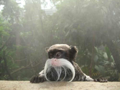 monkey-business-0