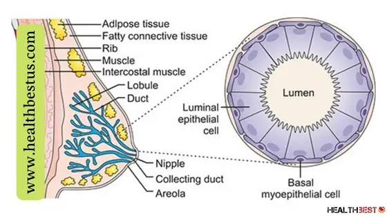 Shape-moving fat cells offer rich soil for breast tumor invasion and growth