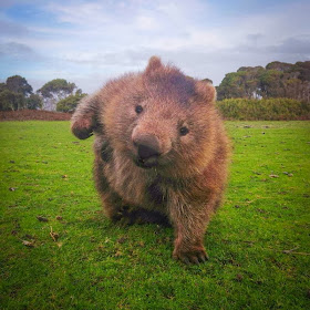 Funny animals of the week - 31 January 2014 (40 pics), wombat poses like superhero from comic book