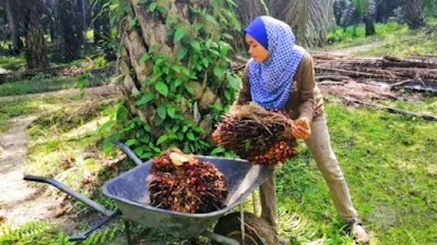 Pecah Rekor, Harga  Sawit Riau Naik Lagi  Dalam Pekan ini, Dijual Rp.3.533,81 per Kg 